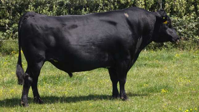 Genetic ‘seed bank’ keeps semen from top sires safe and sound