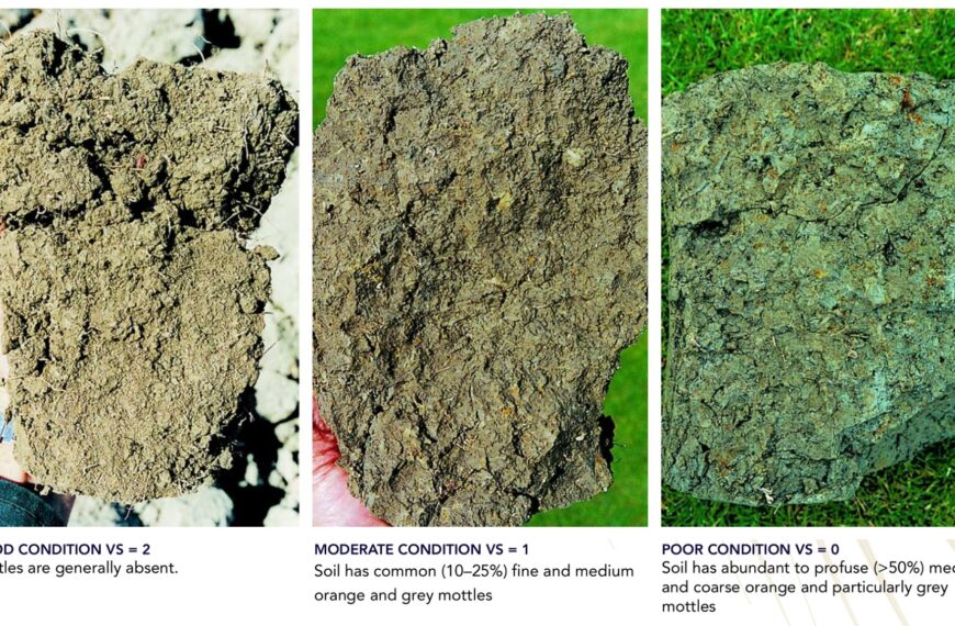 How to do a visual soil assessment on-farm