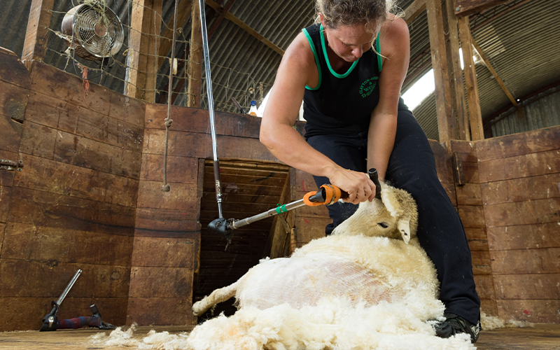 Shearing so much more than just a job