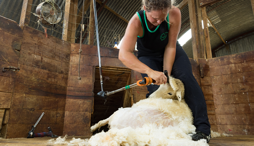 Shearing – so much more than just a job