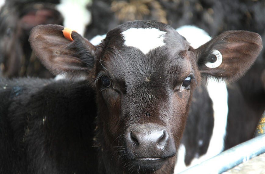 Beef, dairy must unite to tackle calf crisis
