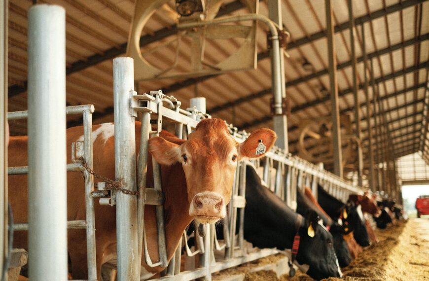 Dairy gone digital: from cow cams to auto calf feeding