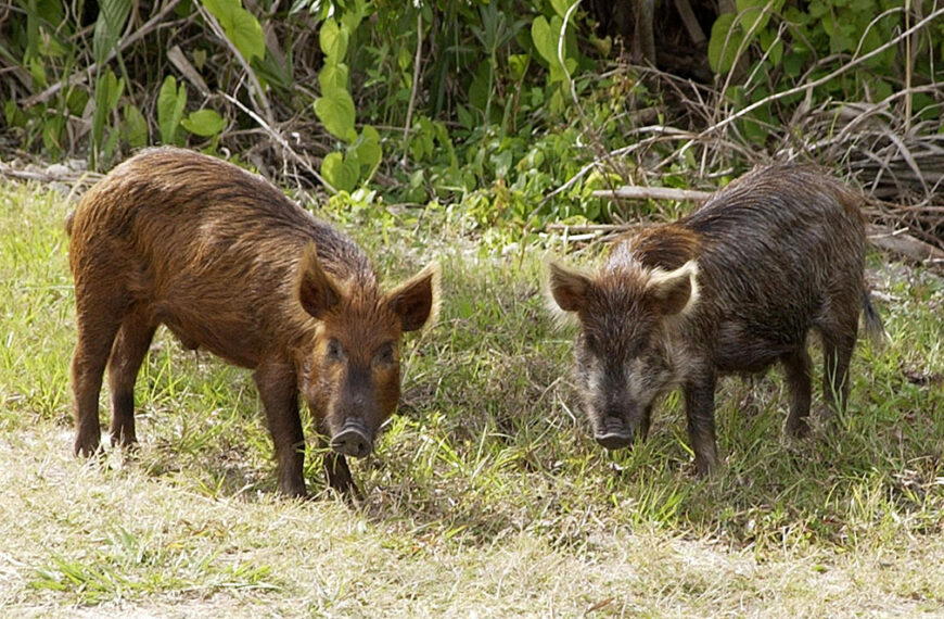 OSPRI flags feral pig role in spread of TB