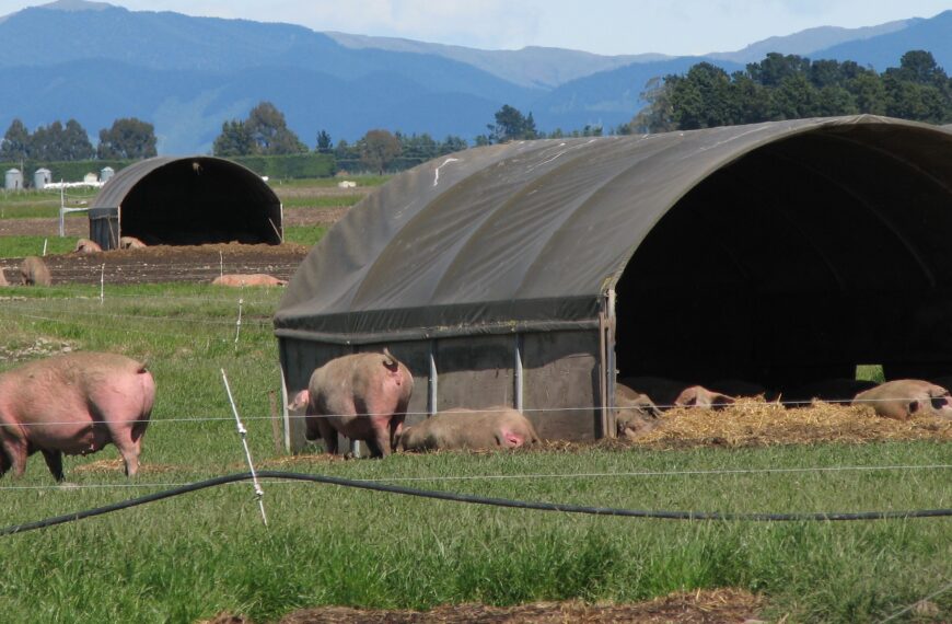 Pig farmers welcome emissions exception