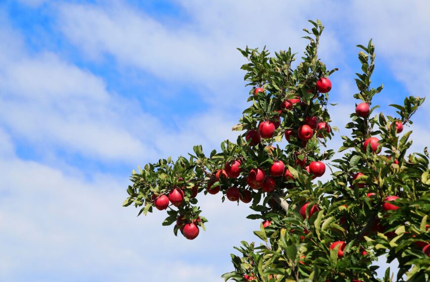 Unenviable apple quality hits T&G trading