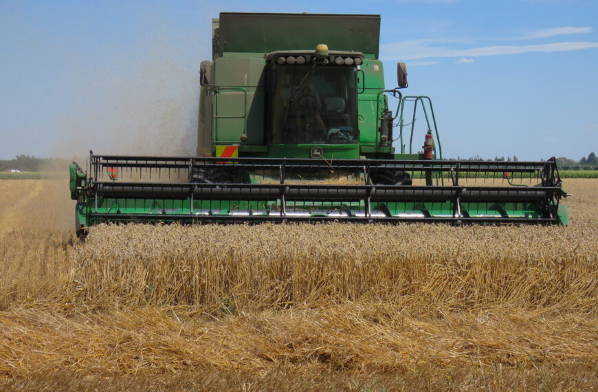 grain harvesting