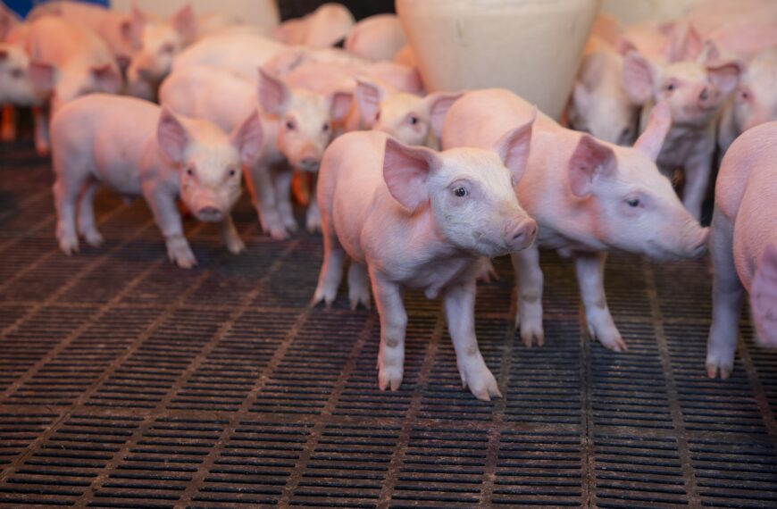 Pork industry sounds NPS alarm