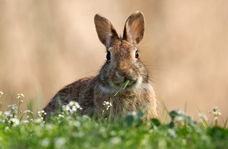 Industry-led project hopes to tackle $75m rabbit problem