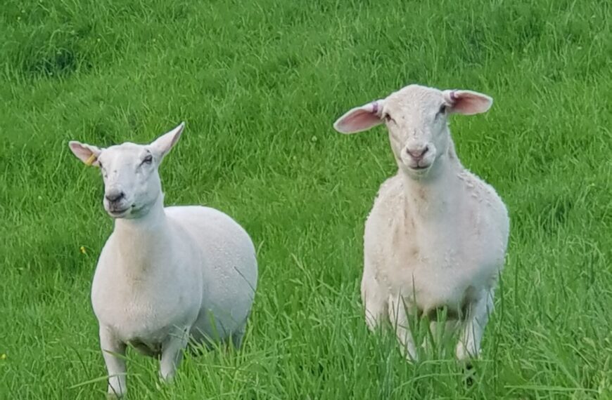 First showing for new shedding sheep