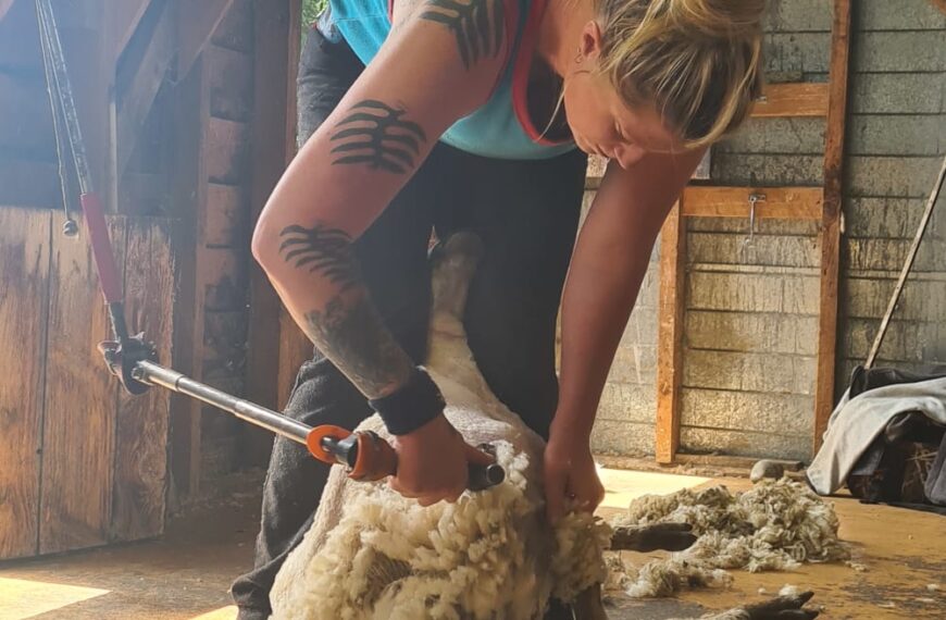Shearer just 22 ewes shy of strongwool world record