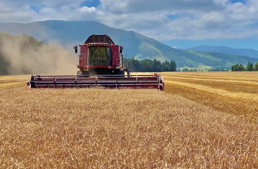 Wheat harvest - Canterbury