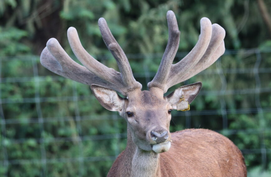 Deer industry gets a boost from series of strong sales