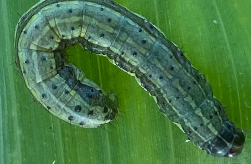 A fall armyworm on a maize leaf.