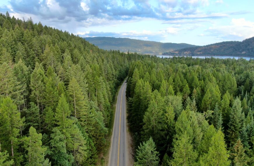 ETS stability a must for new minister, forestry says 