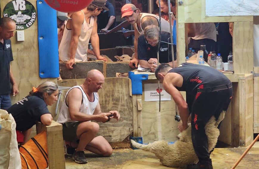 Supporters watch on as a shearer goes for a world record in a shearing shed.