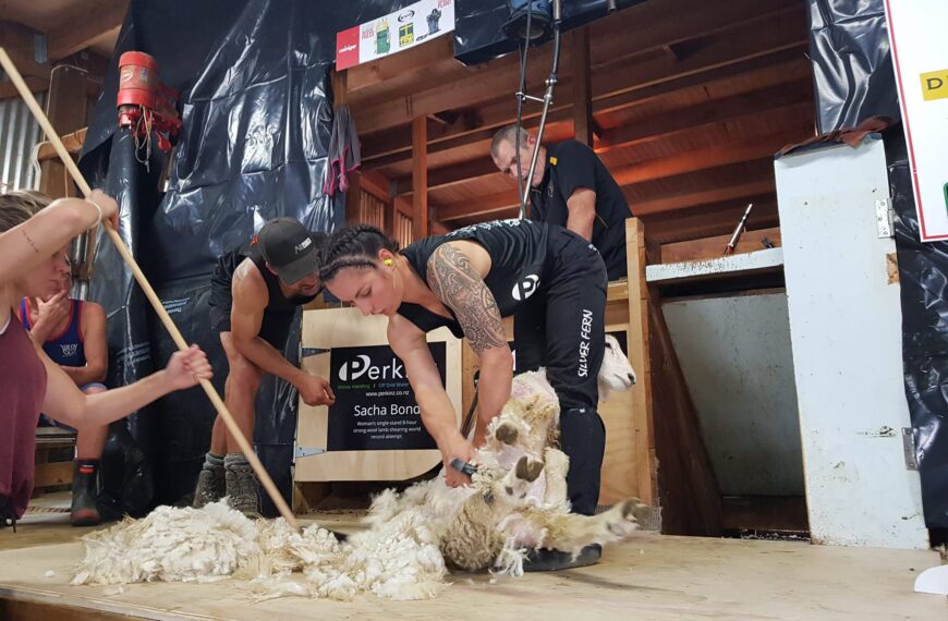 Bond breaks women’s shearing record with an hour to spare