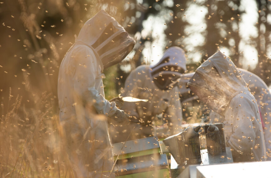 Mānuka boom and bust stings beekeepers