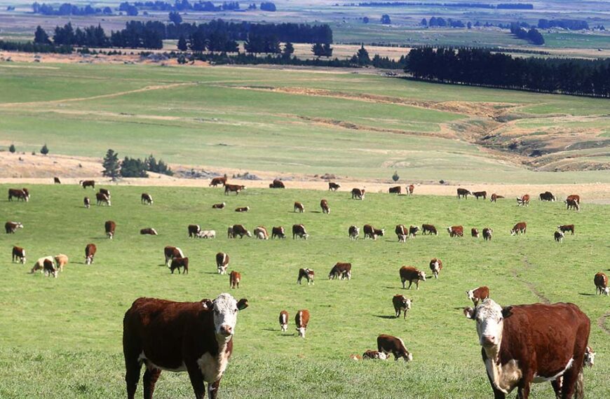 Reason for agri optimism in NZ, says global food exec