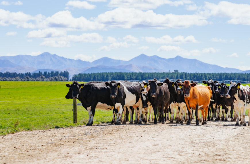 herd of black and brown cows walking on a farm road with a paddock and view of a hills behind them,