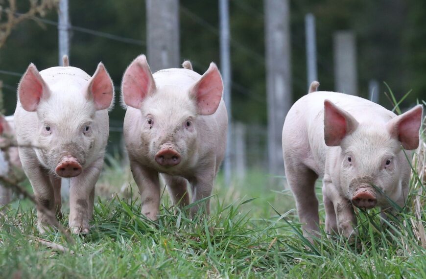 ‘High volumes of imported pork fail NZ’s animal welfare standards’