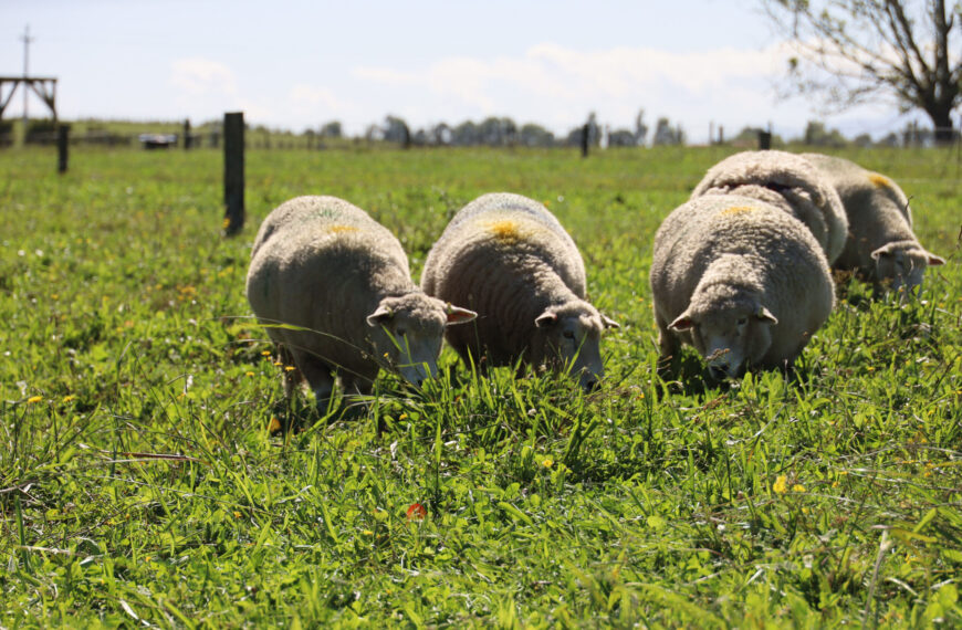 Project aims to determine heat stress limit for sheep