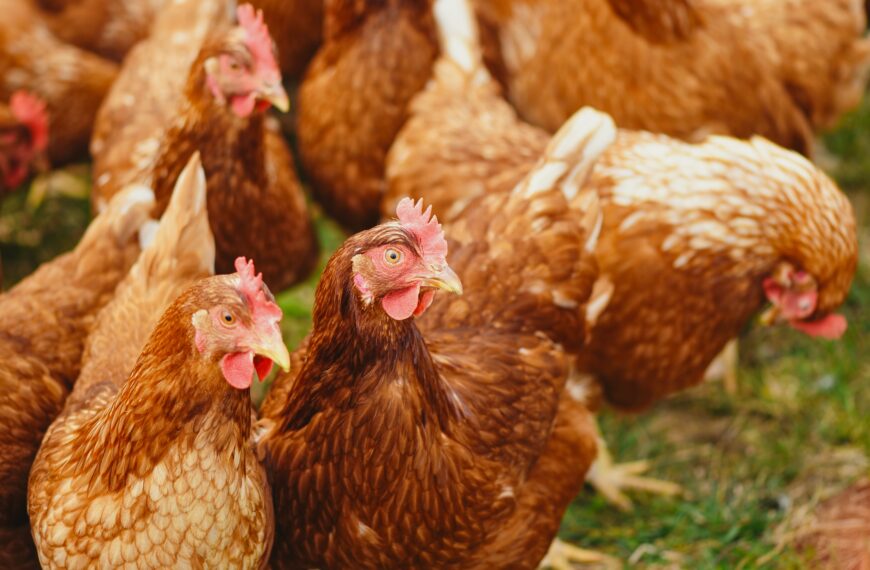 Fire-hit Mainland Poultry fails to file accounts