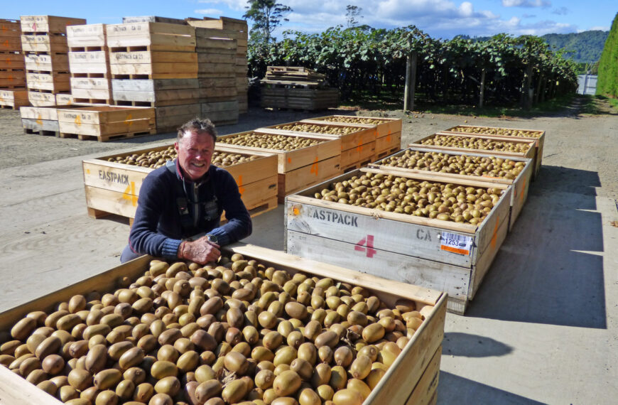 Man standing in courtyard surround by crates filled with kiwifruit.