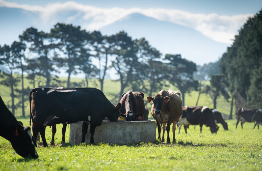 Dairy cows drinking water from a trough in a paddock.