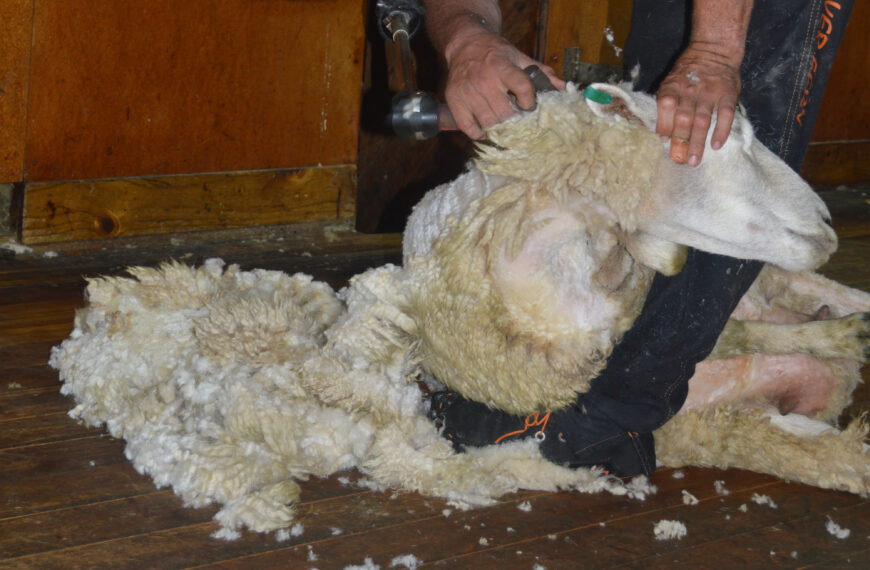 New citizenship path to Aus may prove irresistible for NZ shearers