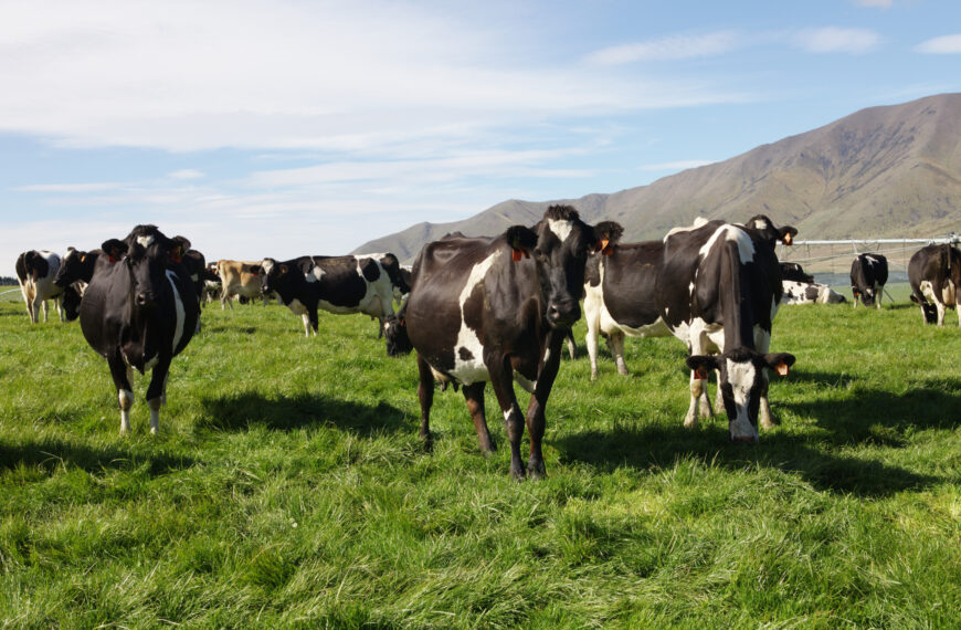 Good grazing keeps cull cows out of works