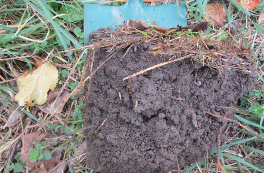 Closer look at soil makes humus history