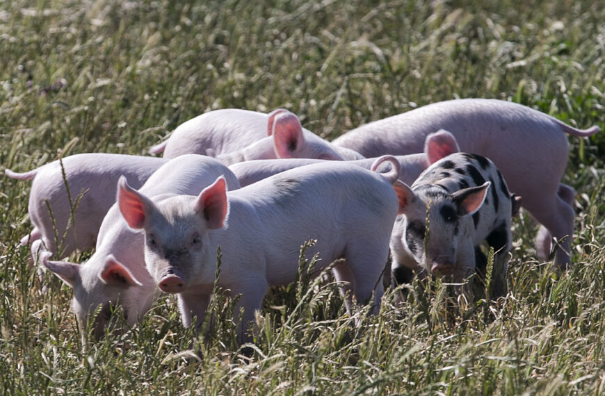Hold imported pork to NZ standards – NZPork 