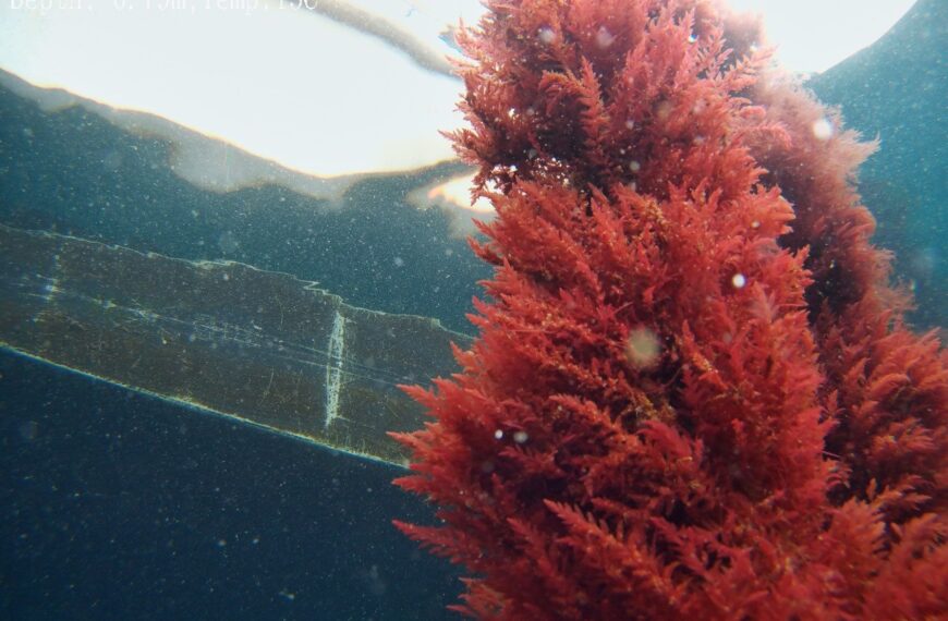 Red seaweed delivers methane cut in Aus trial