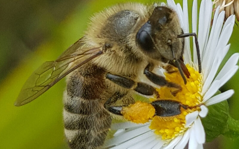 Bee’s knees named at Apiculture awards