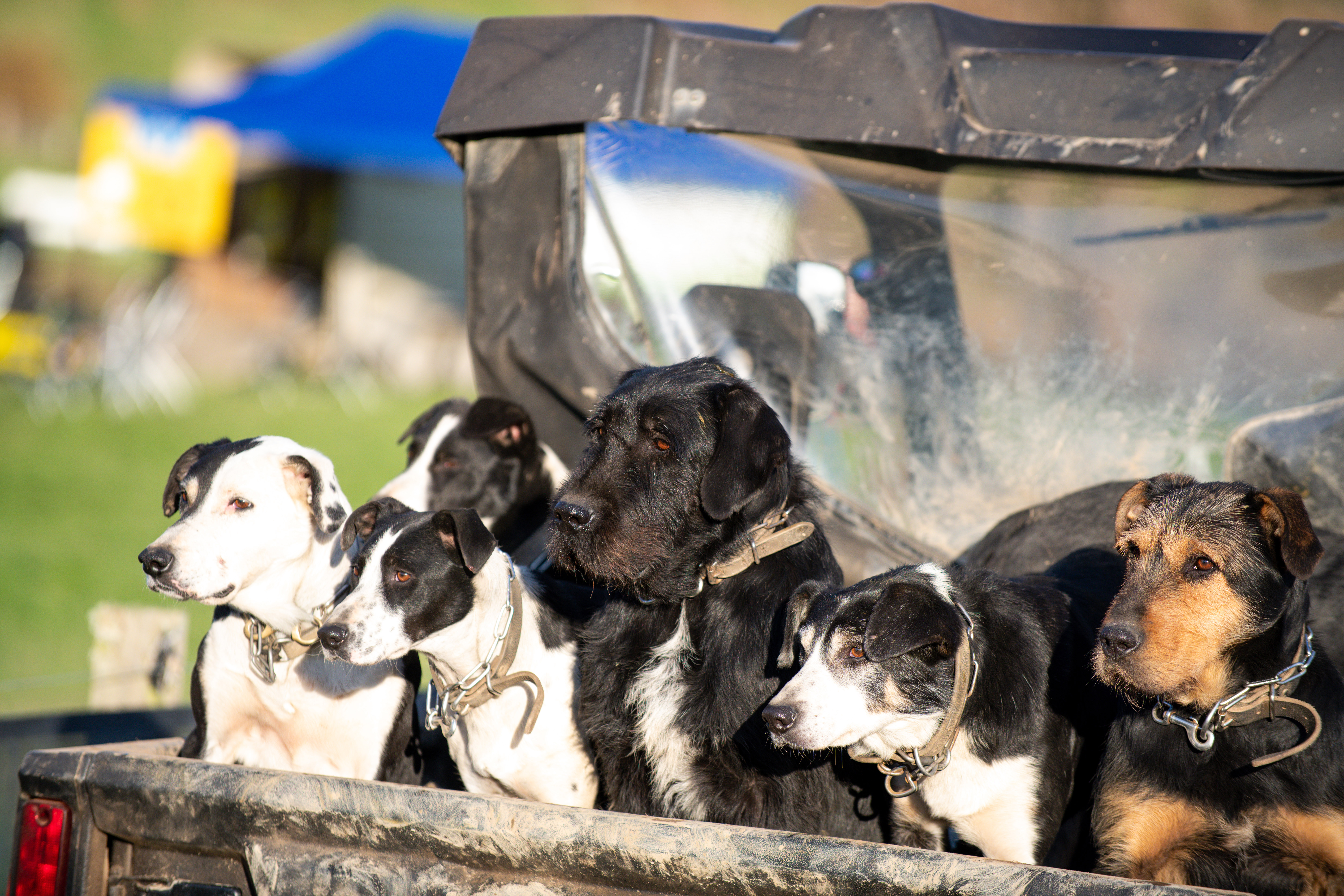 Science sets out to round up better farm dogs