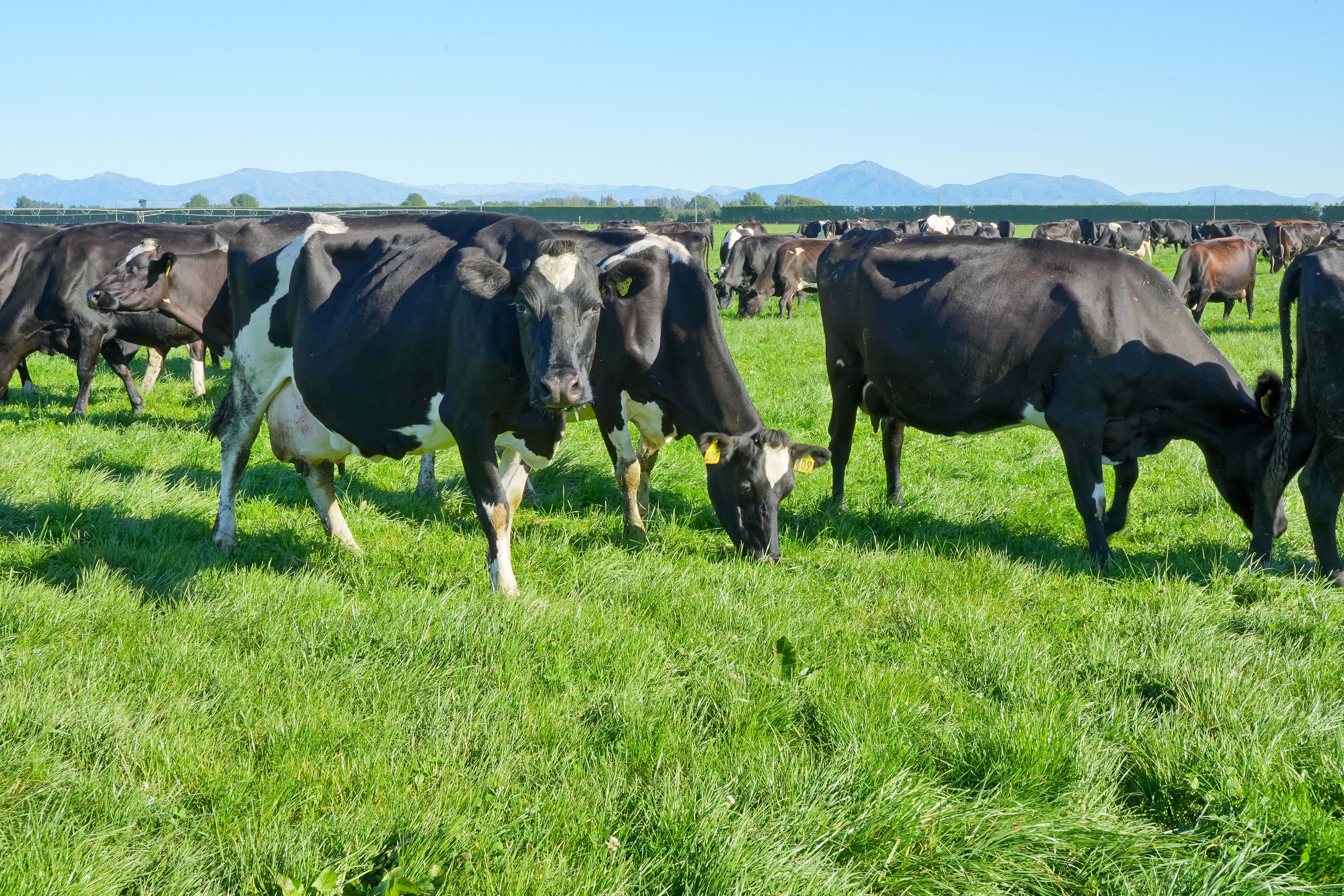 Check for pasture deficiencies ahead of calving season