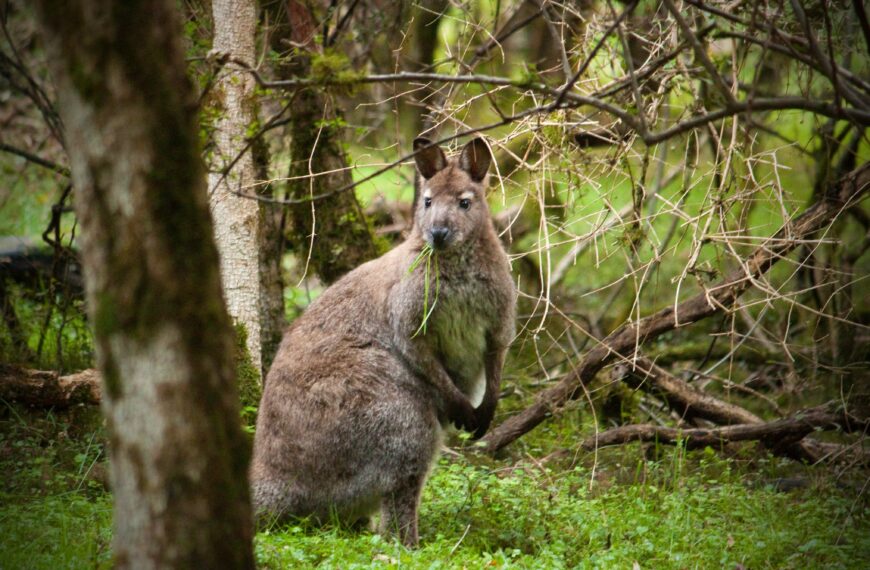 No signs of resident population near dead wallaby