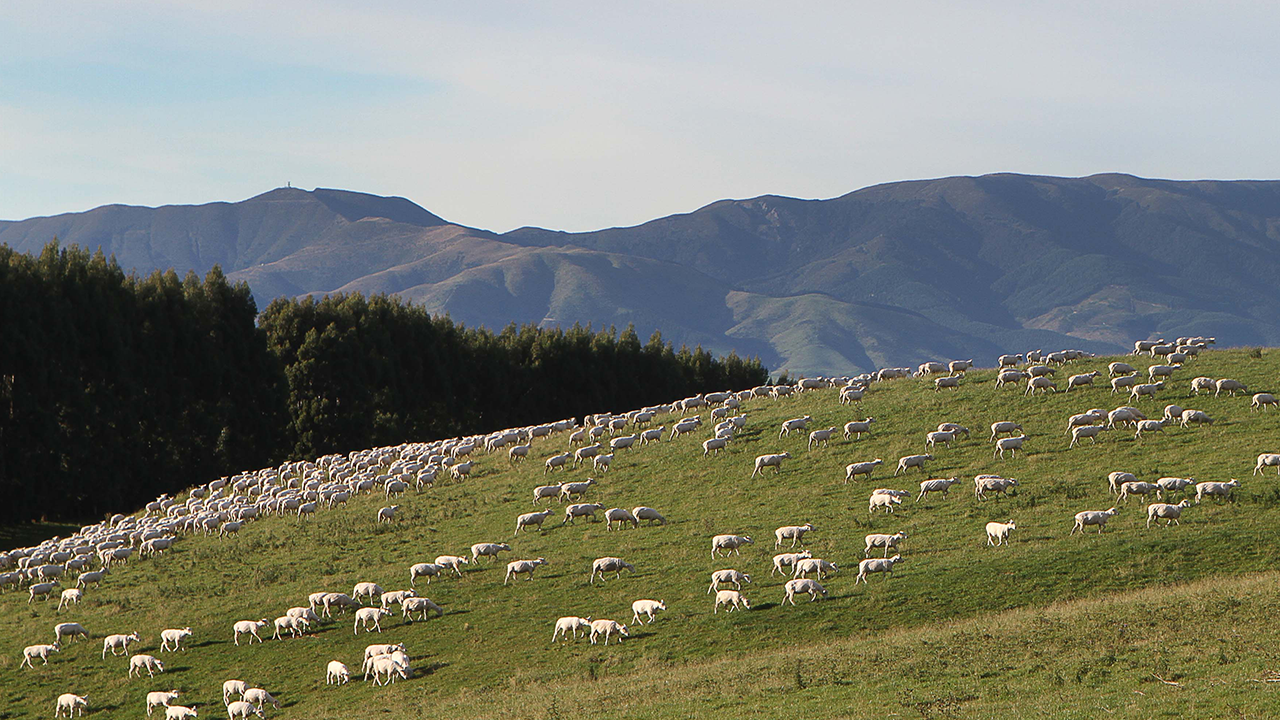 Photo: farmersweekly.co.nz Te Kuiti Farmer Fined $29k for Sheep Neglect