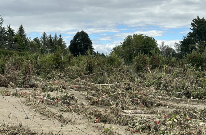 Cyclone-hit farms pin hopes on spring