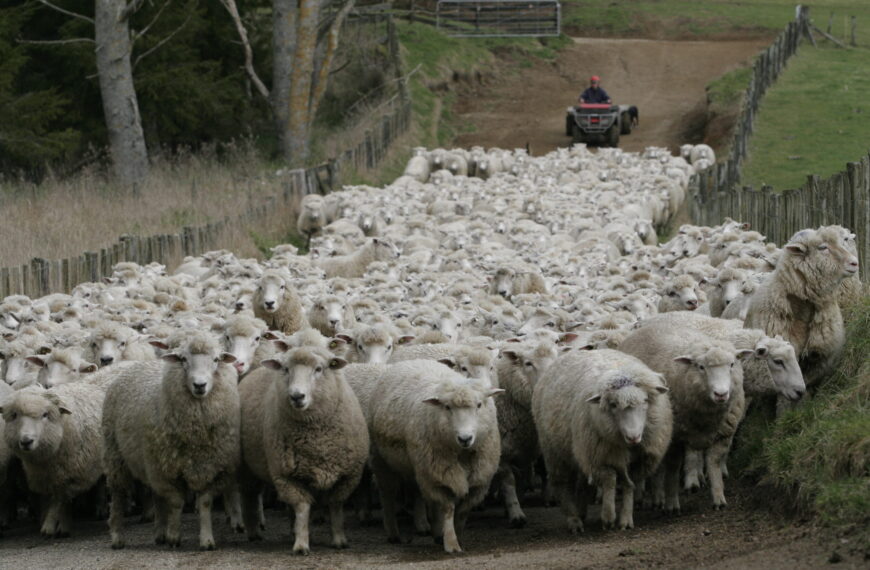 Strong wool farmers urged to keep the faith