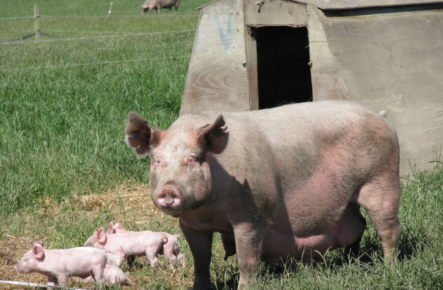 Pig welfare code unlikely this term