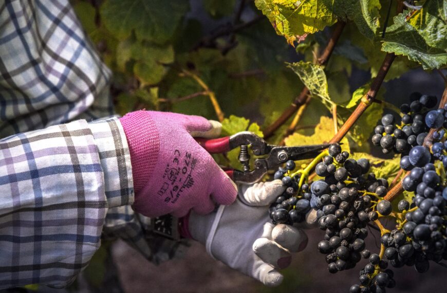 Aussie wine woes unlikely to sour NZ pour