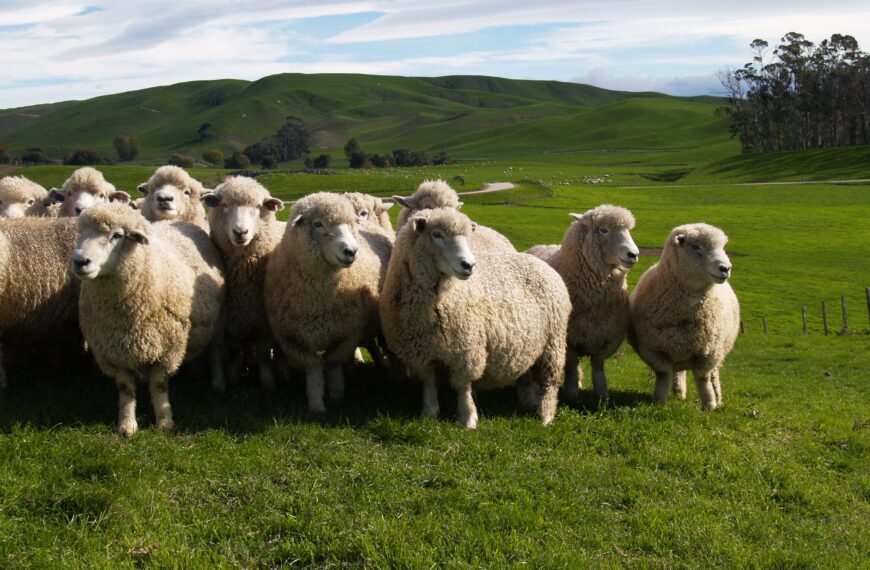 Prices cull NZ sheep flocks organically