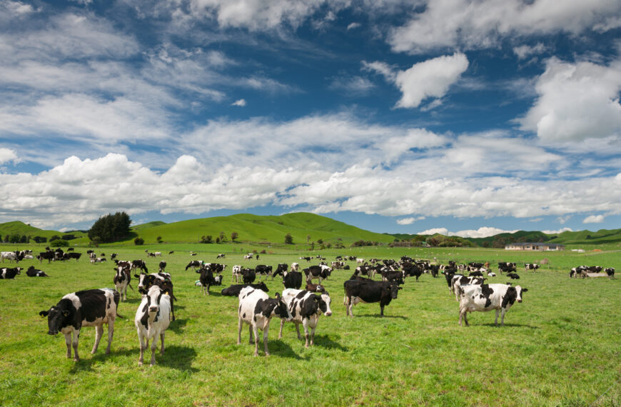 Sustainable food production could ‘supercharge’ NZ brand