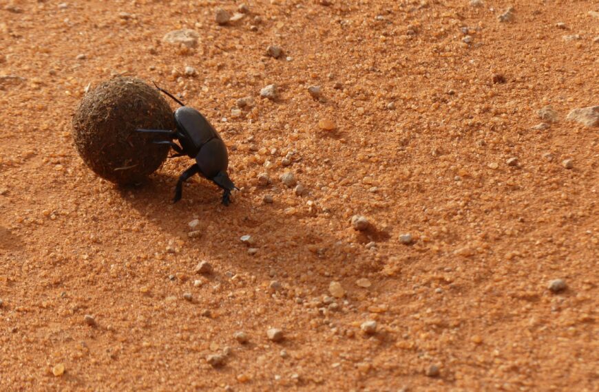 An inordinate fondness for dung beetles