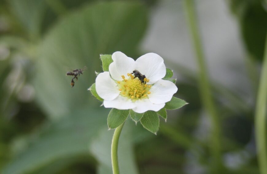 Aus study assesses stingless bees as hort pollinators
