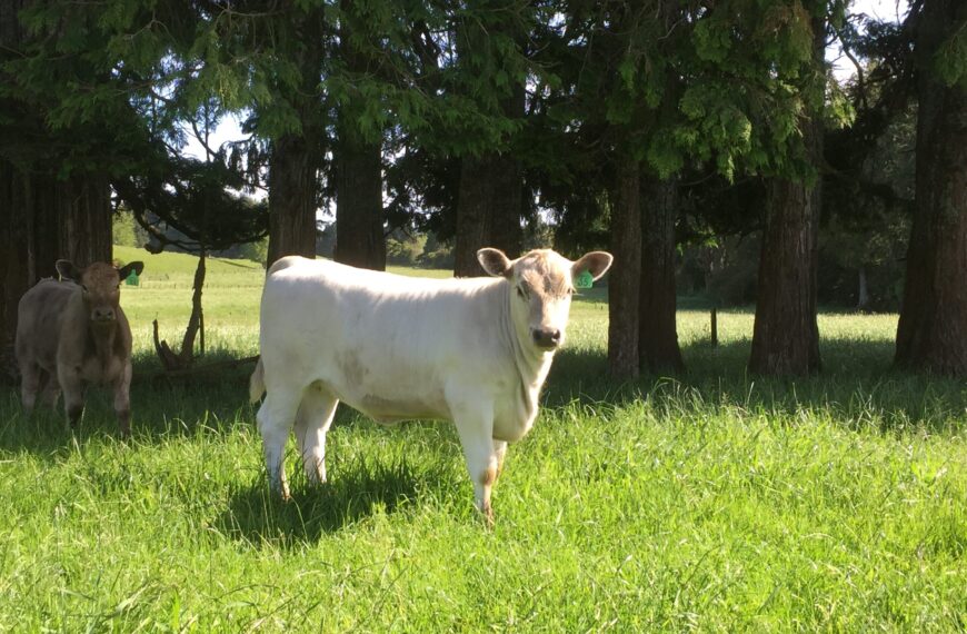 Murray Greys growing in popularity on dairy farms