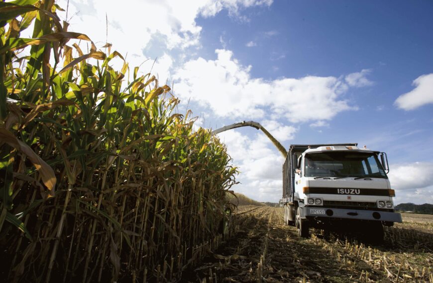 Nitrogen tips could cut maize growing costs