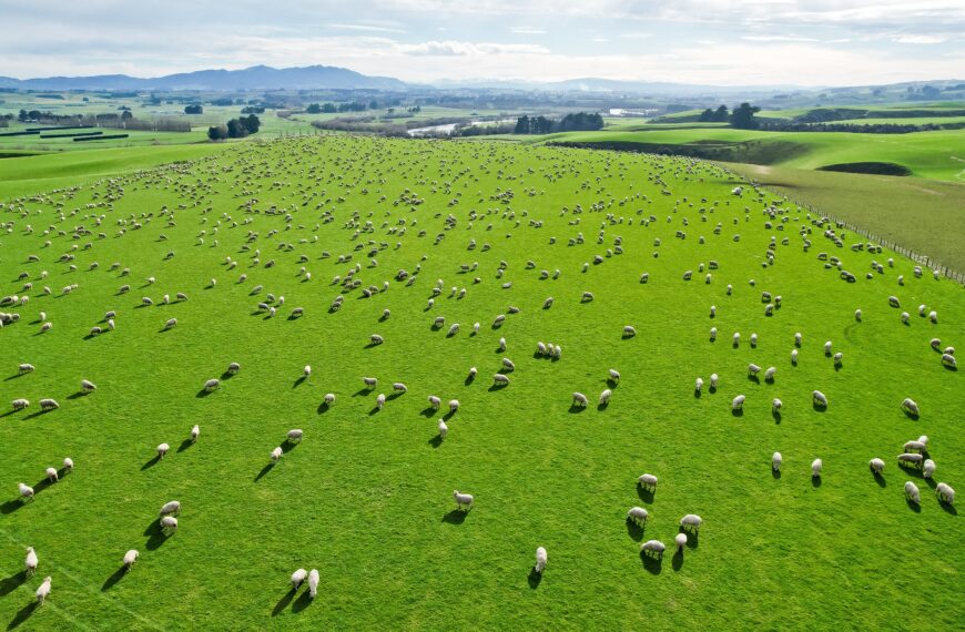 Drench resistance ‘costing sheep sector $98m a year’