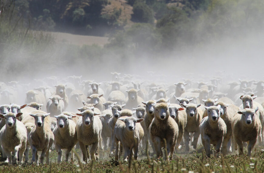 Aus red meat production steps up a level 